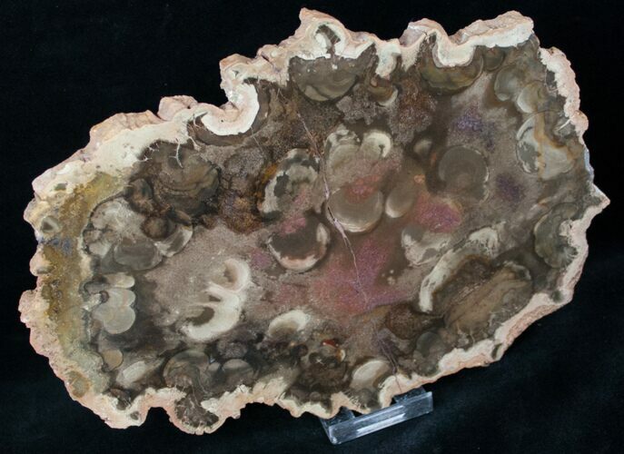 Rare Rhexoxylon Petrified Wood From Zimbabwe - #12633